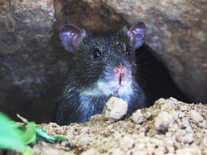 There’s a mouse in the house! Now what?