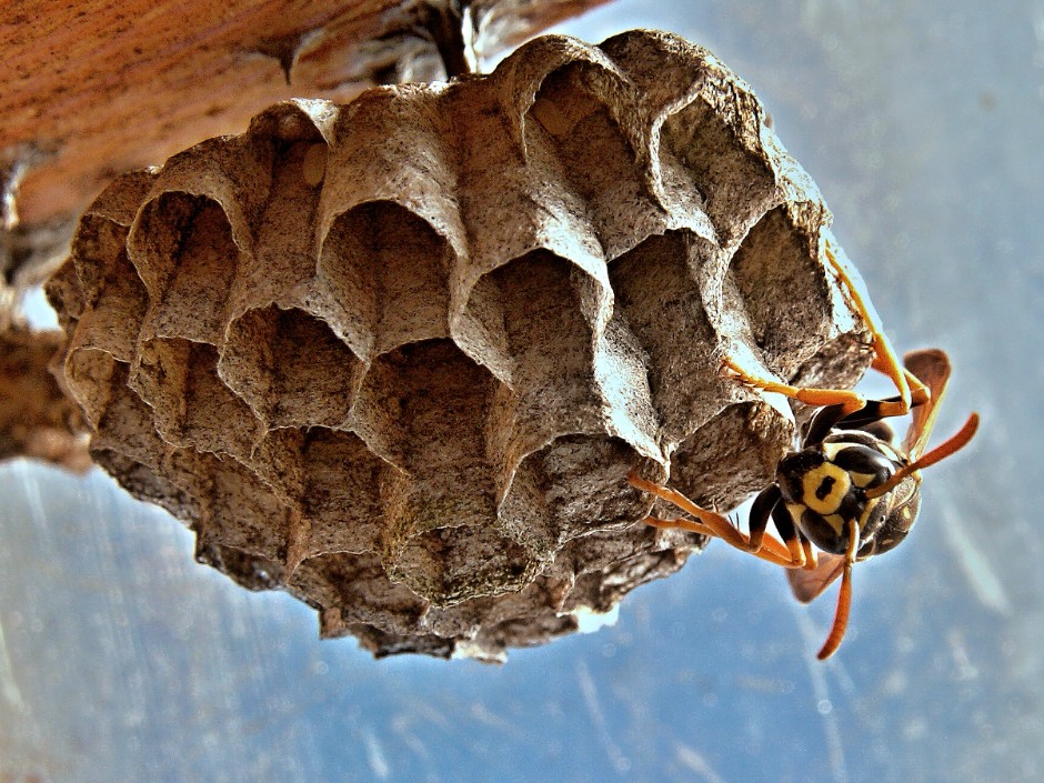 Wasps VS. Bees: What’s the difference?